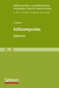Süsswasserflora von Mitteleuropa, Bd. 20: Schizomycetes