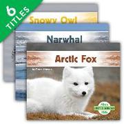 Arctic Animals (Set)