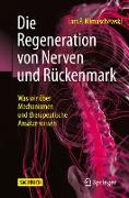 Die Regeneration von Nerven und Rückenmark