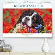 Berner Sennenhund - Eine Liebe für´s Leben (Premium, hochwertiger DIN A2 Wandkalender 2023, Kunstdruck in Hochglanz)