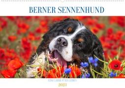 Berner Sennenhund - Eine Liebe für´s Leben (Wandkalender 2023 DIN A2 quer)