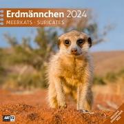 Erdmännchen Kalender 2024 - 30x30