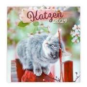 Trötsch Broschürenkalender Katzen 2024