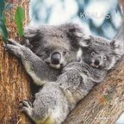 Koalas 2024 - Broschürenkalender 30x30 cm (30x60 geöffnet) - Kalender mit Platz für Notizen - koala bears - Bildkalender - Wandplaner - Bärenkalender