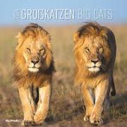 Großkatzen 2024 - Broschürenkalender 30x30 cm (30x60 geöffnet) - Kalender mit Platz für Notizen - Big Cats - Bildkalender - Wandplaner - Alpha Edition