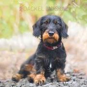 Dackel 2024 - Broschürenkalender 30x30 cm (30x60 geöffnet) - Kalender mit Platz für Notizen - Dachshund - Bildkalender - Wandplaner - Dackelkalender