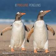 Pinguine 2024 - Broschürenkalender 30x30 cm (30x60 geöffnet) - Kalender mit Platz für Notizen - Penguins - Bildkalender - Wandplaner - Wandkalender