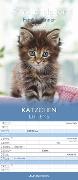 Alpha Edition Kätzchen Familienplaner 2024, im Format 30 x 30 cm (30 x 60 geöffnet), Wandkalender, Tierkalender mit Katzenbildern