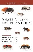 Velvet Ants of North America