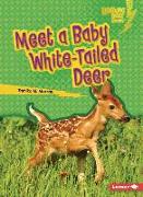 Meet a Baby White-Tailed Deer