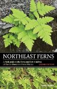 Northeast Ferns