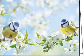 Doppelkarte. Zwei Blaumeisen