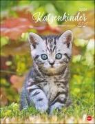 Katzenkinder Posterkalender 2024 von Monika Wegler. Unwiderstehliche Katzenbabys im Porträt. Ein großer Wandkalender mit vielen Fotos und Geschichten. Dekorativer Katzen-Kalender