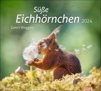 times&more Eichhörnchen Bildkalender 2024