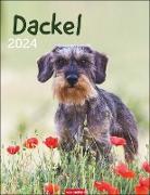 Dackel Kalender 2024