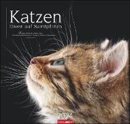 Katzen - Diven auf Samtpfoten Kalender 2024