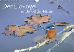 Der Eisvogel, ein Juwel der Natur (Wandkalender 2024 DIN A3 quer), CALVENDO Monatskalender