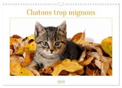 Chatons trop mignons (Calendrier mural 2024 DIN A3 horizontal)