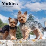 YORKSHIRE TERRIERS 2024 SQUARE