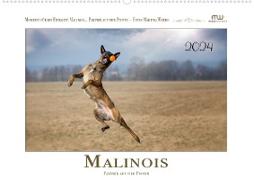 Malinois - Partner auf vier Pfoten (Wandkalender 2024 DIN A2 quer), CALVENDO Monatskalender