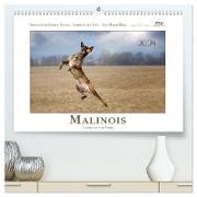 Malinois - Partner auf vier Pfoten (hochwertiger Premium Wandkalender 2024 DIN A2 quer), Kunstdruck in Hochglanz