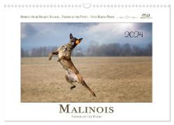 Malinois - Partner auf vier Pfoten (Wandkalender 2024 DIN A3 quer), CALVENDO Monatskalender