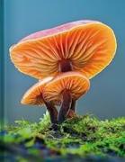 Mushroom - Blankbook