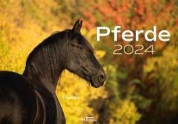 Pferde Kalender 2024 Wandkalender