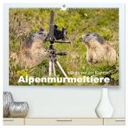 Alpenmurmeltiere - Stars vor der Kamera (hochwertiger Premium Wandkalender 2024 DIN A2 quer), Kunstdruck in Hochglanz