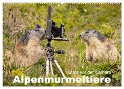 Alpenmurmeltiere - Stars vor der Kamera (Wandkalender 2024 DIN A2 quer), CALVENDO Monatskalender