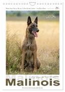 Malinois - Ein Hund für hohe Ansprüche (Wandkalender 2024 DIN A4 hoch), CALVENDO Monatskalender