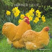 Hühner 2024 - Broschürenkalender 30x30 cm (30x60 geöffnet) - Kalender mit Platz für Notizen - Hühner - Bildkalender - Wandkalender - Hühnerkalender