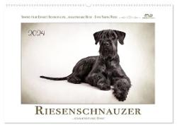 Riesenschnauzer... charakterstarke Hunde (Wandkalender 2024 DIN A2 quer), CALVENDO Monatskalender