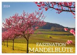 FASZINATION MANDELBLÜTE (Wandkalender 2024 DIN A2 quer), CALVENDO Monatskalender