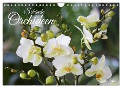 Schönste Orchideen (Wandkalender 2024 DIN A4 quer), CALVENDO Monatskalender