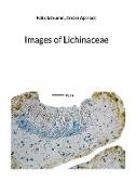 Images of Lichinaceae