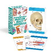 Our World in Pictures Human Body Flash Cards