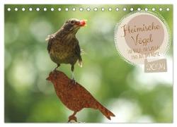 Heimische Vögel - Im Wald, im Garten und auf der Wiese (Tischkalender 2024 DIN A5 quer), CALVENDO Monatskalender