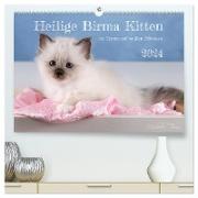 Heilige Birma Kitten - ein Traum auf weißen Pfötchen (hochwertiger Premium Wandkalender 2024 DIN A2 quer), Kunstdruck in Hochglanz