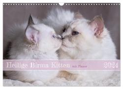 Heilige Birma Kitten mit Planer (Wandkalender 2024 DIN A3 quer), CALVENDO Monatskalender