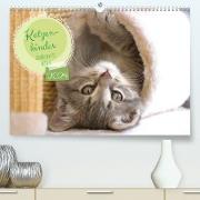 Katzenkinder - zauberhafte Wesen (hochwertiger Premium Wandkalender 2024 DIN A2 quer), Kunstdruck in Hochglanz
