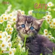 Cats Outdoors 2024