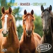 Horses/Pferde 2024