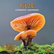 Pilze 2024