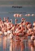 Flamingos - Majestätische Vögel in Pink