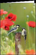 Doppelkarte. Kohlmeisen und Mohn