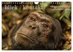 blick kontakt mit tieren im östlichen und südlichen afrika (Wandkalender 2024 DIN A4 quer), CALVENDO Monatskalender