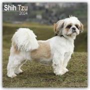 Shih Tzu Calendar 2024 Square Dog Breed Wall Calendar - 16 Month