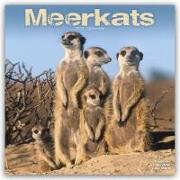 Meerkats Calendar 2024 Square Wildlife Safari Wall Calendar - 16 Month