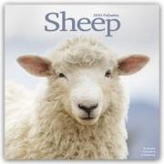 Sheep - Schafe 2024 - 16-Monatskalender
